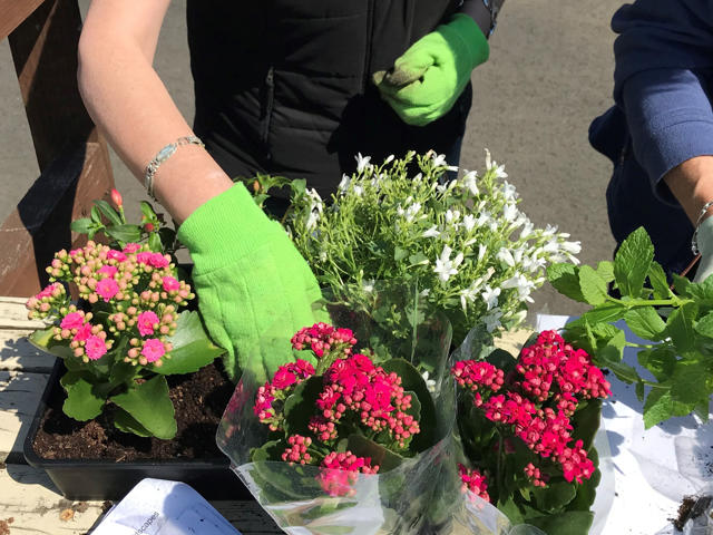 Designing table top gardens
