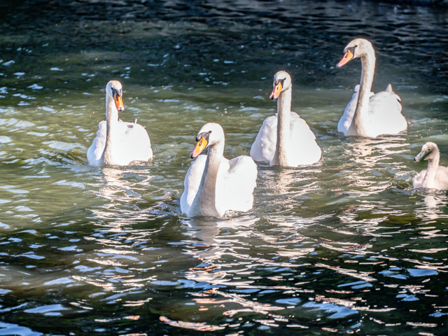 Four swans and a cygnet on water.