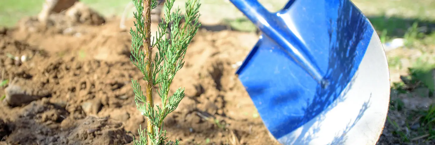 A spade planting an evergreen tree