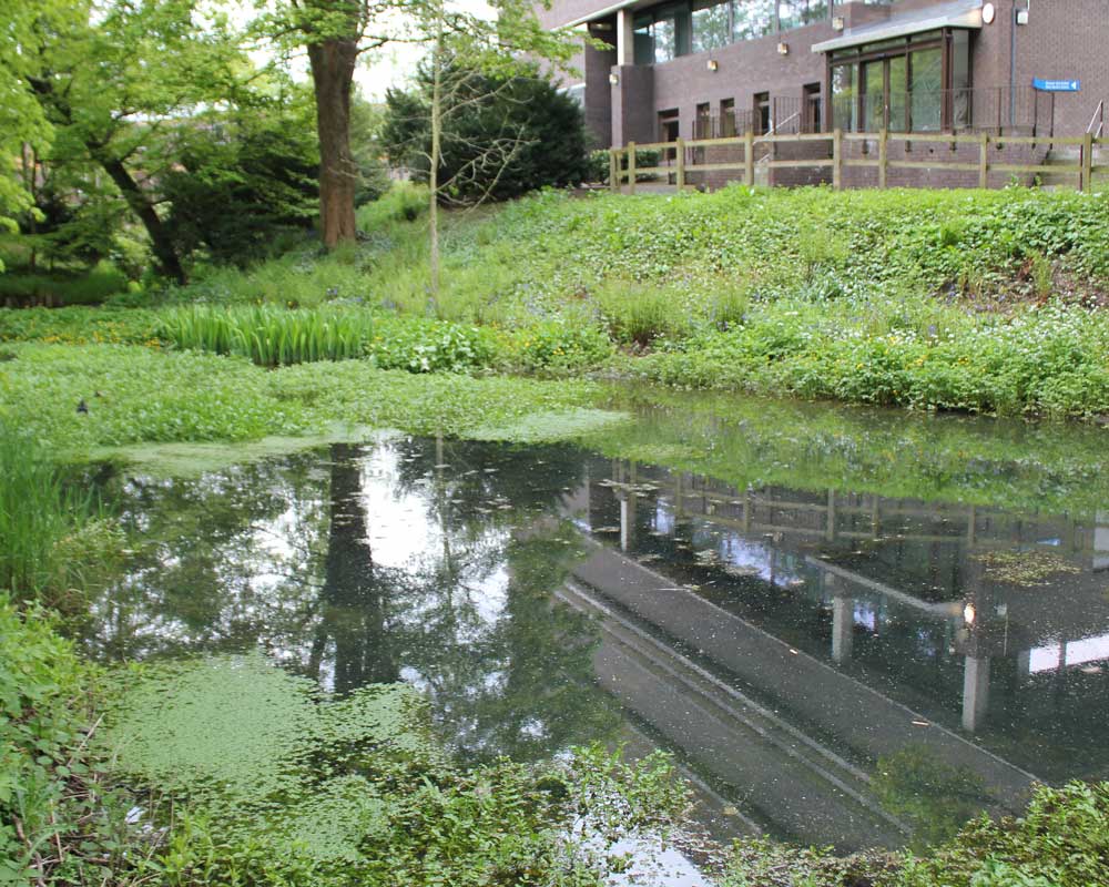 Pond with vegetation
