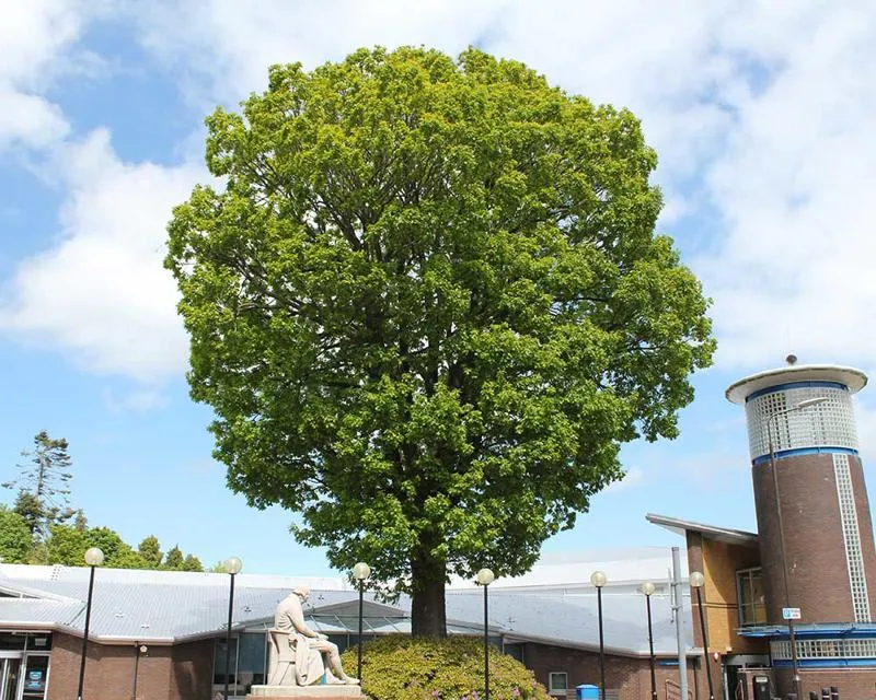 The Quercus frainetto sits outside the main entrance Quercus frainetto