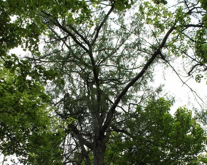 Larix decidua