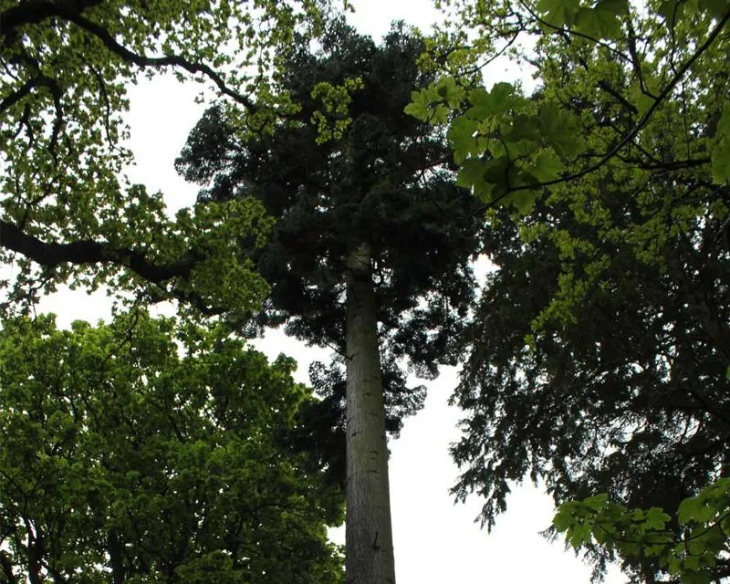 Abies procera