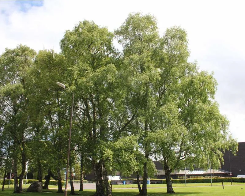 Commonly known as Silver Birch, these trees sit across from main recpetion Betula pendula