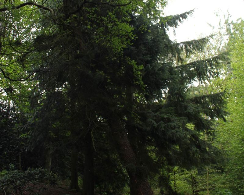 Tsuga mertensiana
