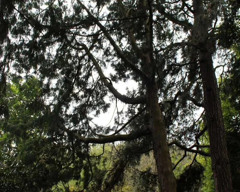 Thuja standishii