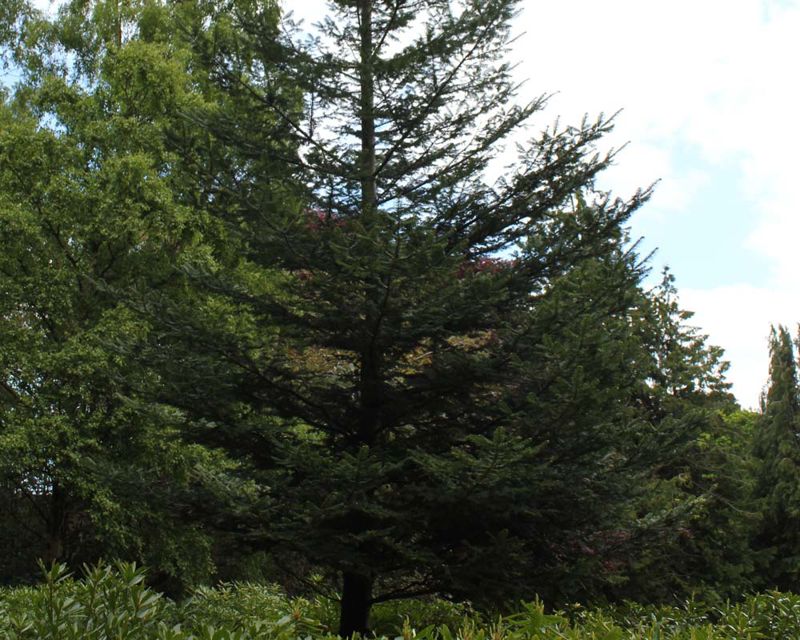 Abies grandis