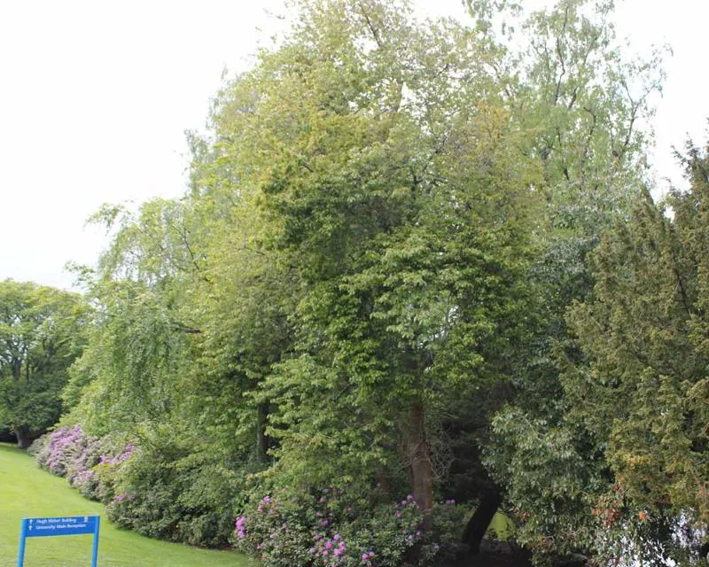 Prunus avium