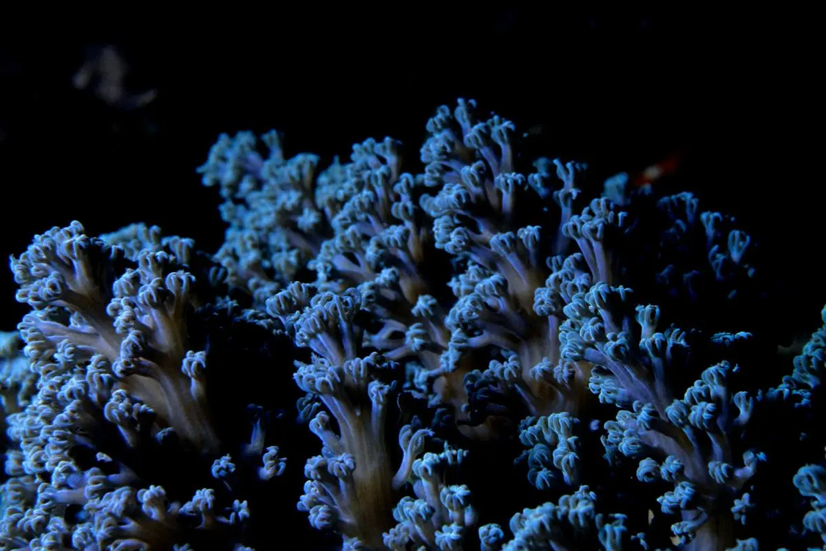 Coral
