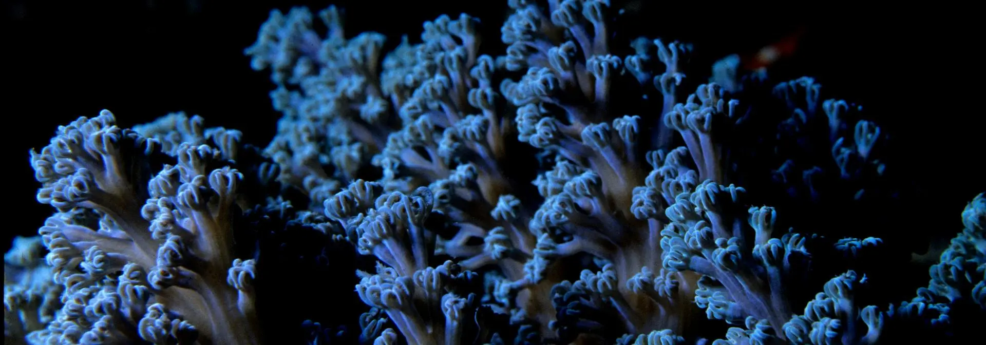 Coral