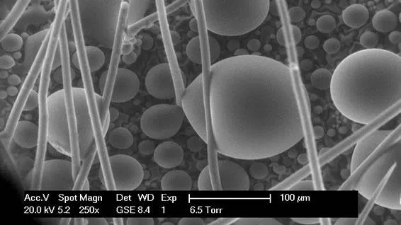 Scales and hairs on an ant; full ESEM wet mode Scales and hairs on an ant; full ESEM wet mode