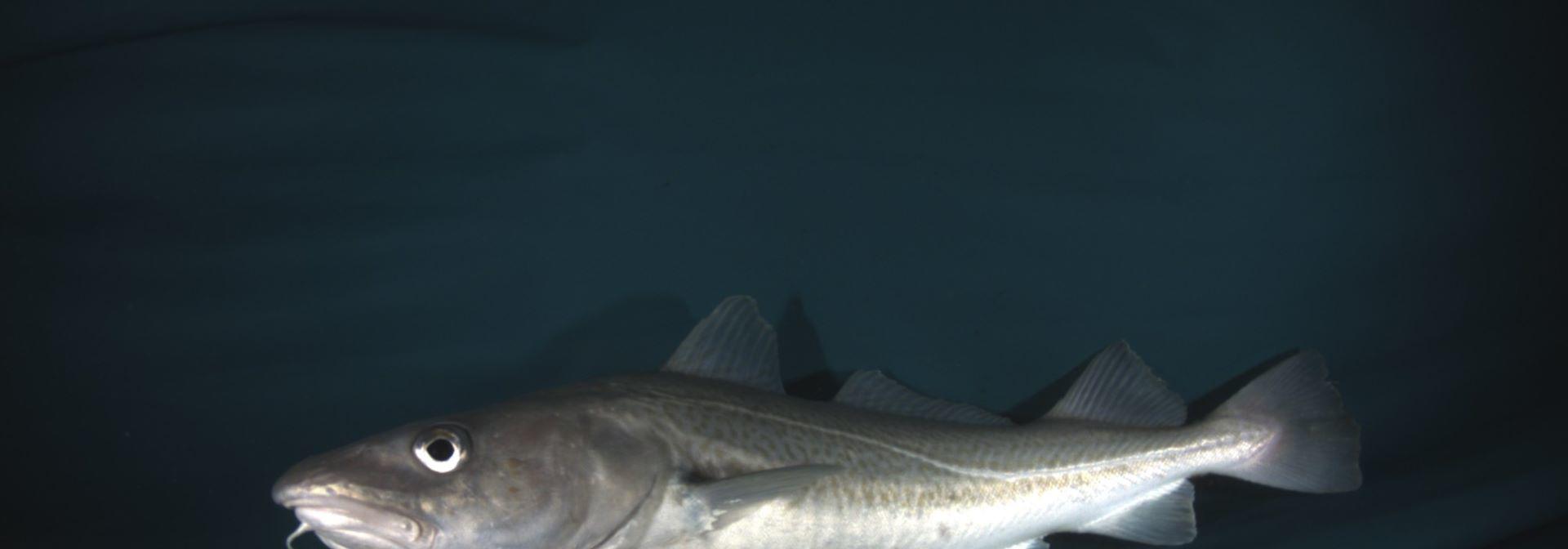 Image of a Cod fish captured inside AI fishing net 1920px