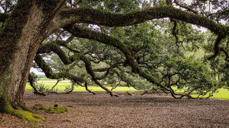 Leave_a_Legacy_800x450