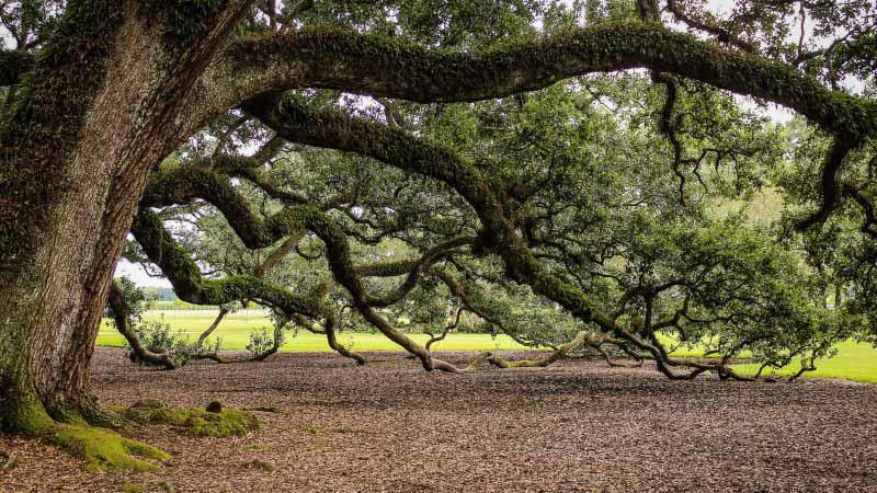 Leave_a_Legacy_800x450