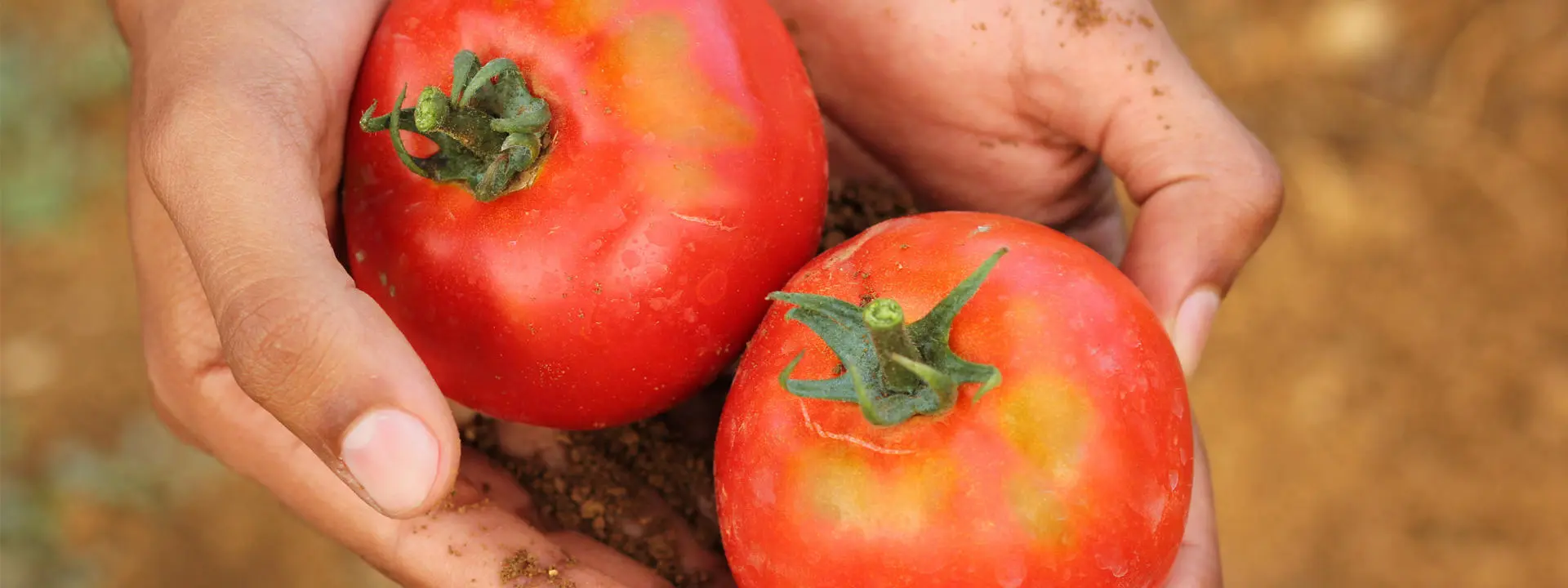 Hands gently holding two freshly picked red tomatoes.