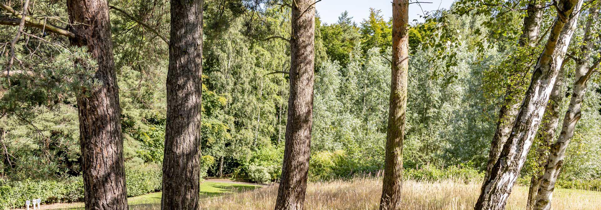 Several trees standing in a field of wheat.