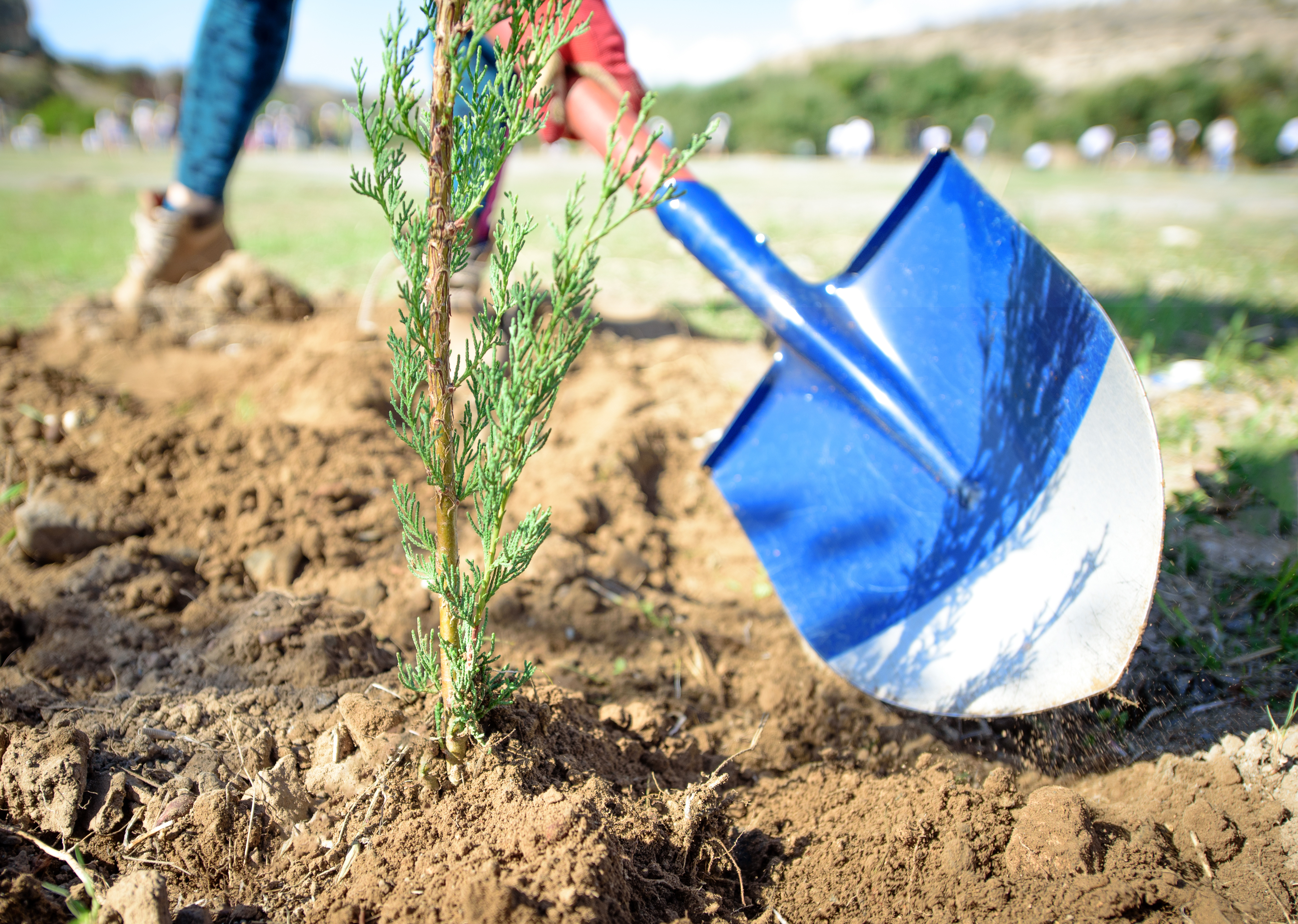 A spade planting an evergreen tree