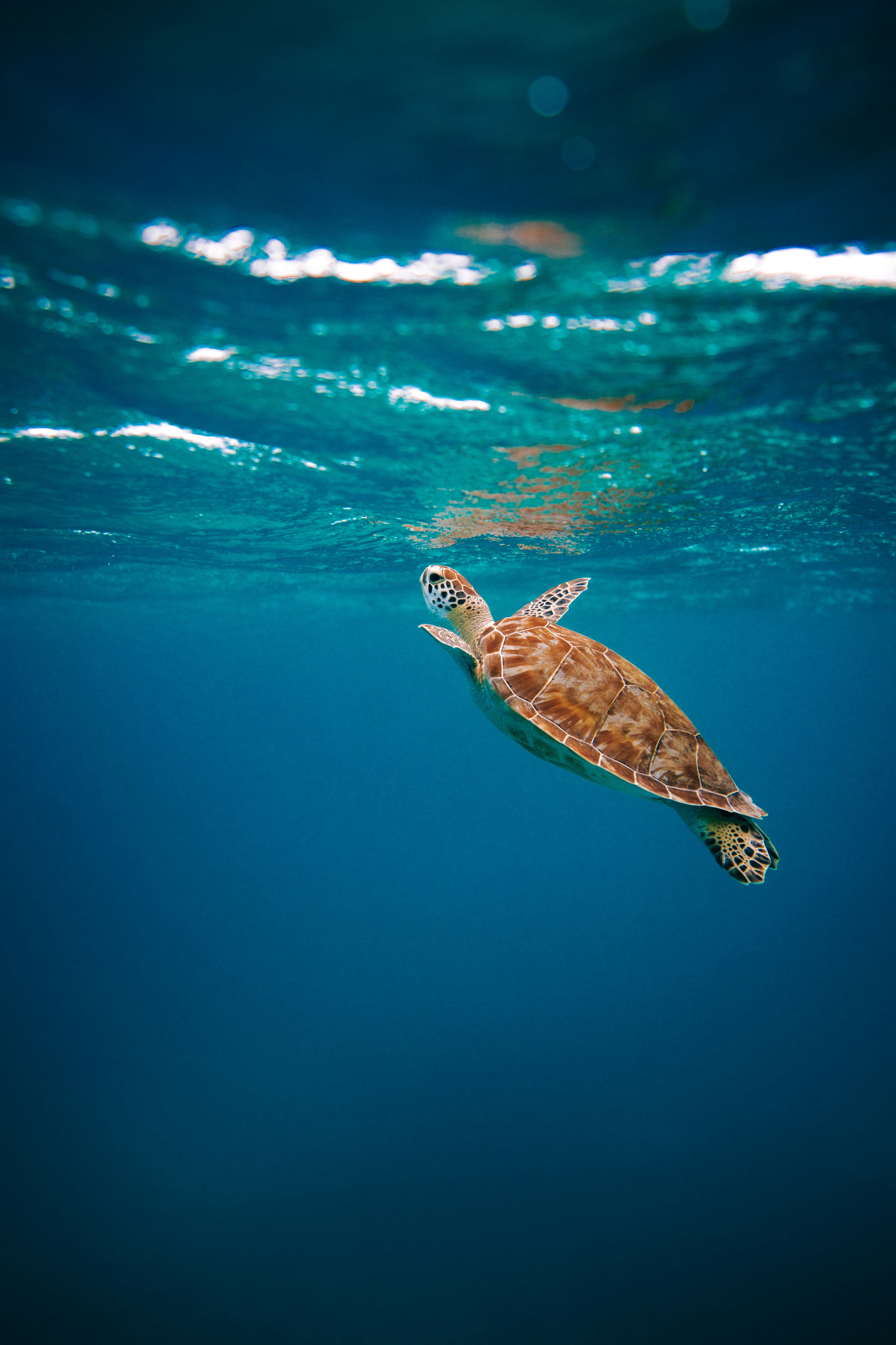 A turtle rises to the surface in the open ocean