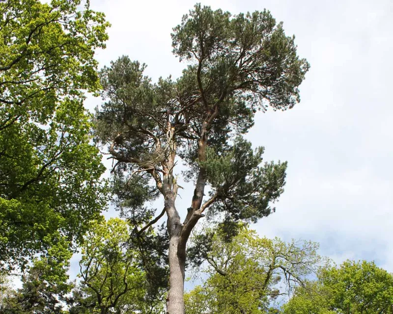 Pinus sylvestris - The Scot's Pine