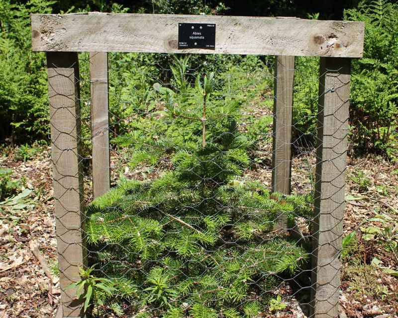Flaky Fir