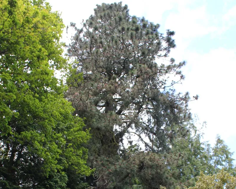 Western yellow pine